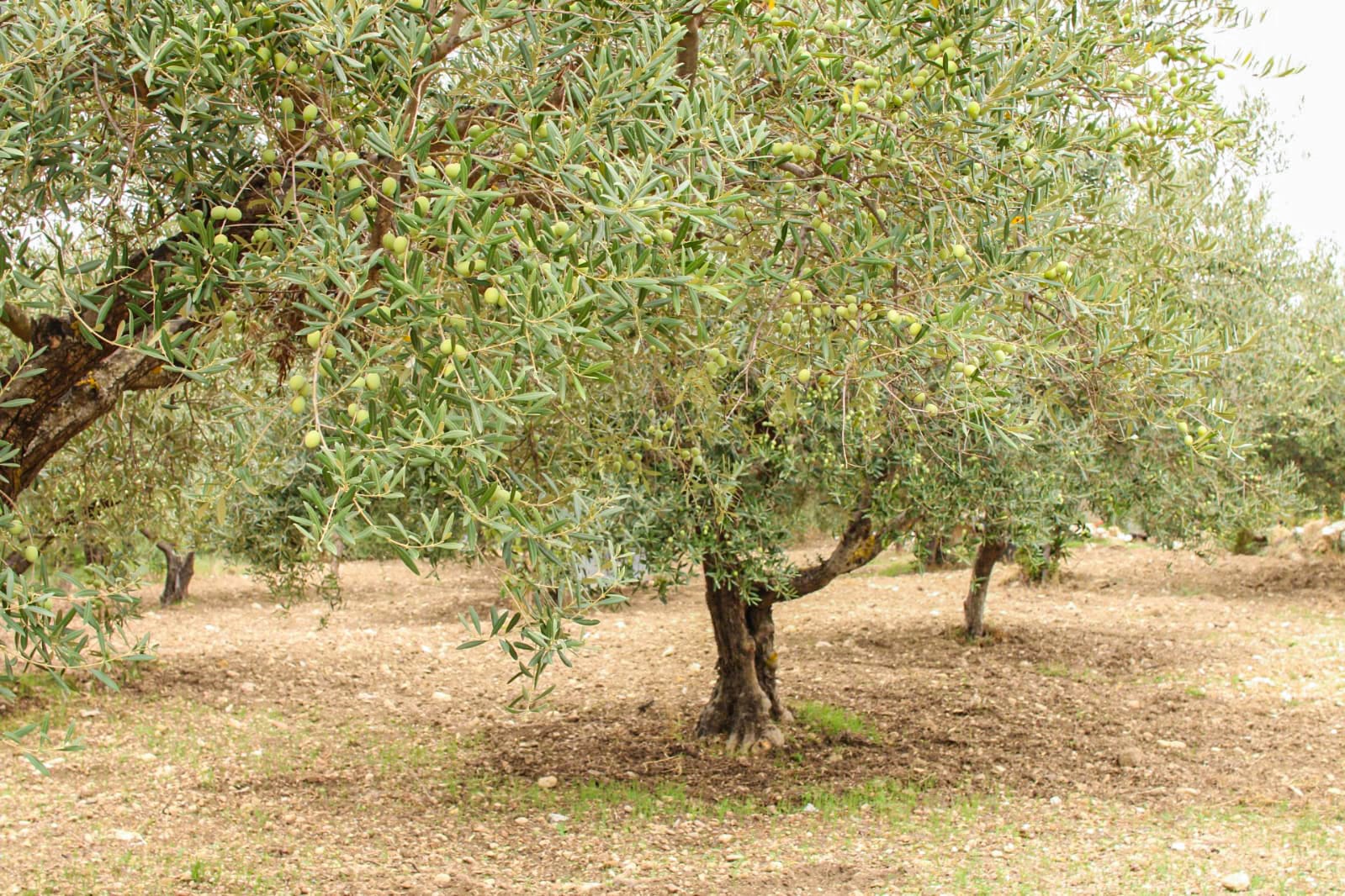 Benvenuti - Romano i Julietta