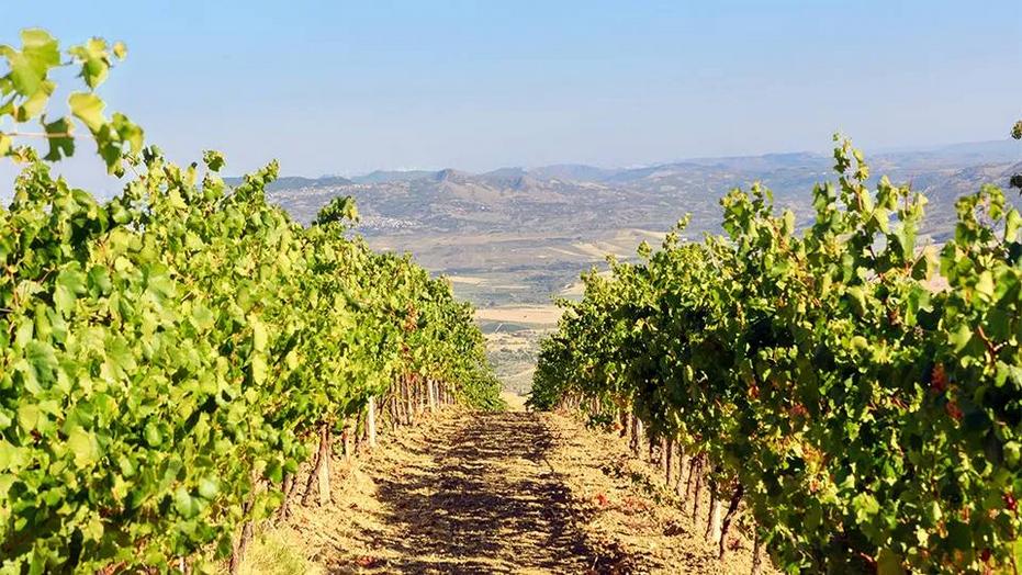Di Giovanni Winery- Sambuca Sicilia